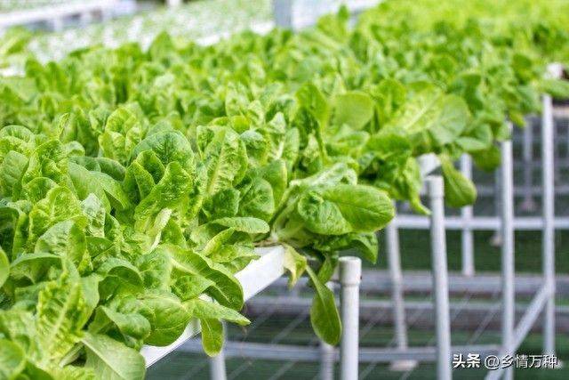 无土蔬菜种植技术