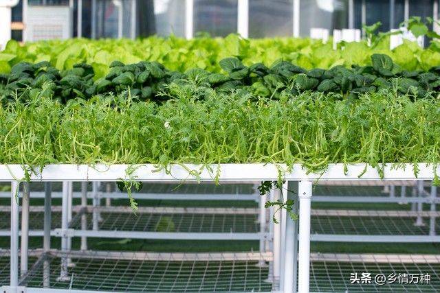 无土蔬菜种植技术