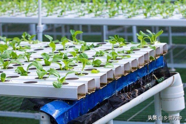 无土蔬菜种植技术