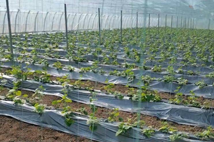 无土蔬菜种植技术