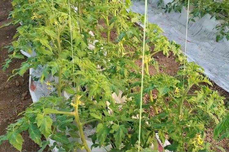 无土蔬菜种植技术