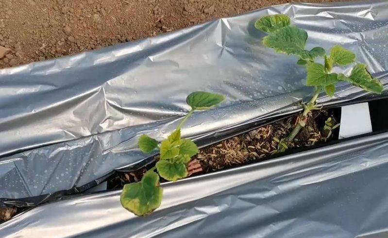 无土蔬菜种植技术