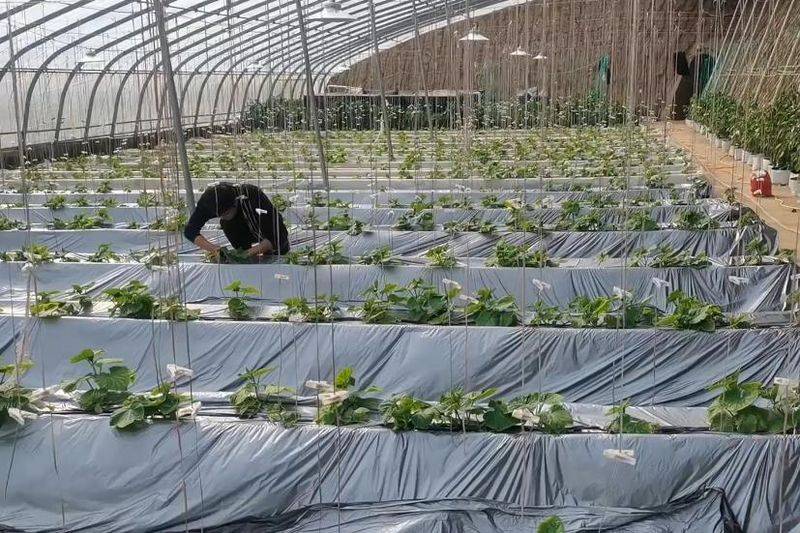 无土蔬菜种植技术