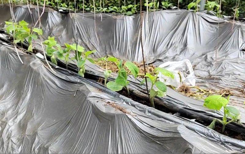 无土蔬菜种植技术