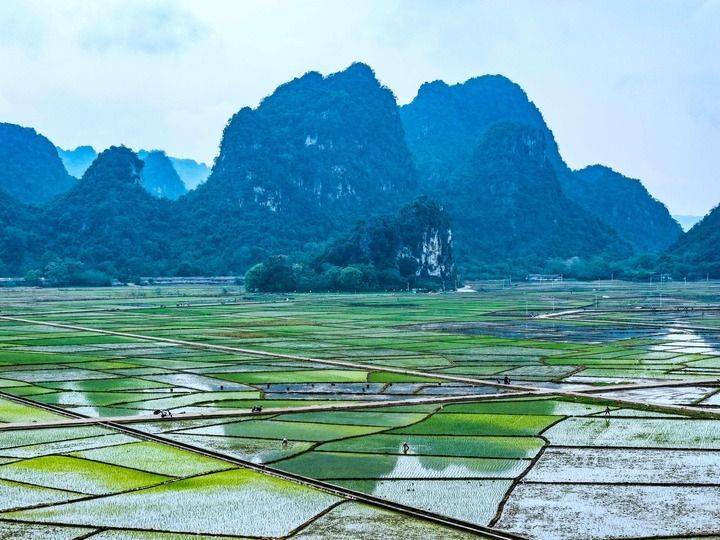 Technology and management of wheat cultivation