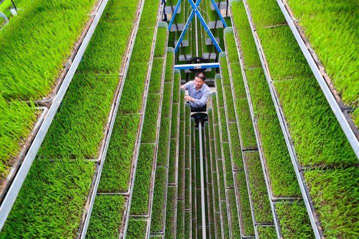 Technology and management of wheat cultivation