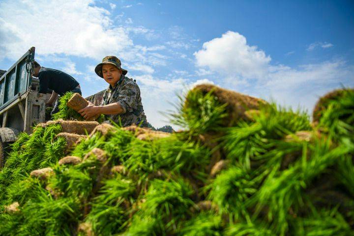 Technology and management of wheat cultivation
