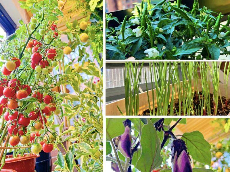 豌豆苗种植技术视频