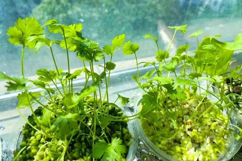 豌豆苗种植技术视频