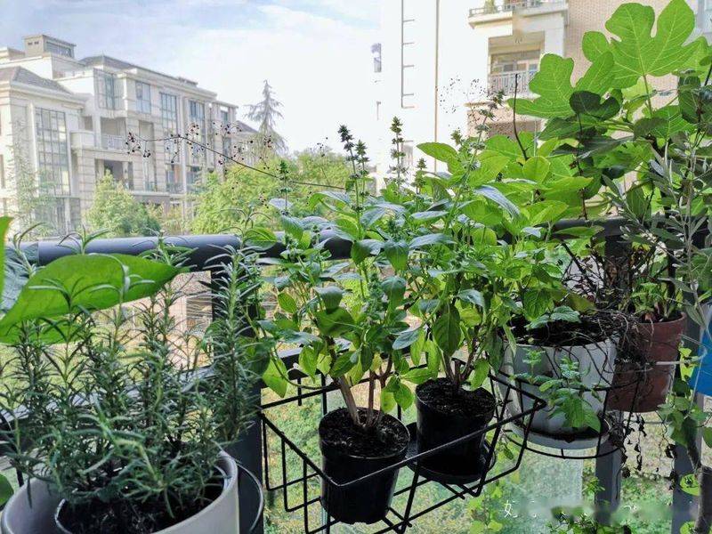 豌豆苗种植技术视频