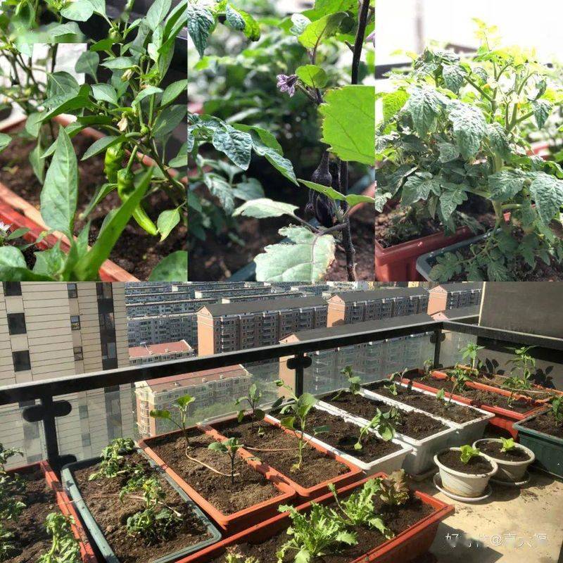 豌豆苗种植技术视频