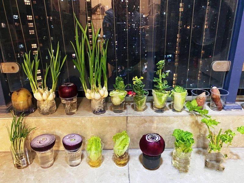 豌豆苗种植技术视频