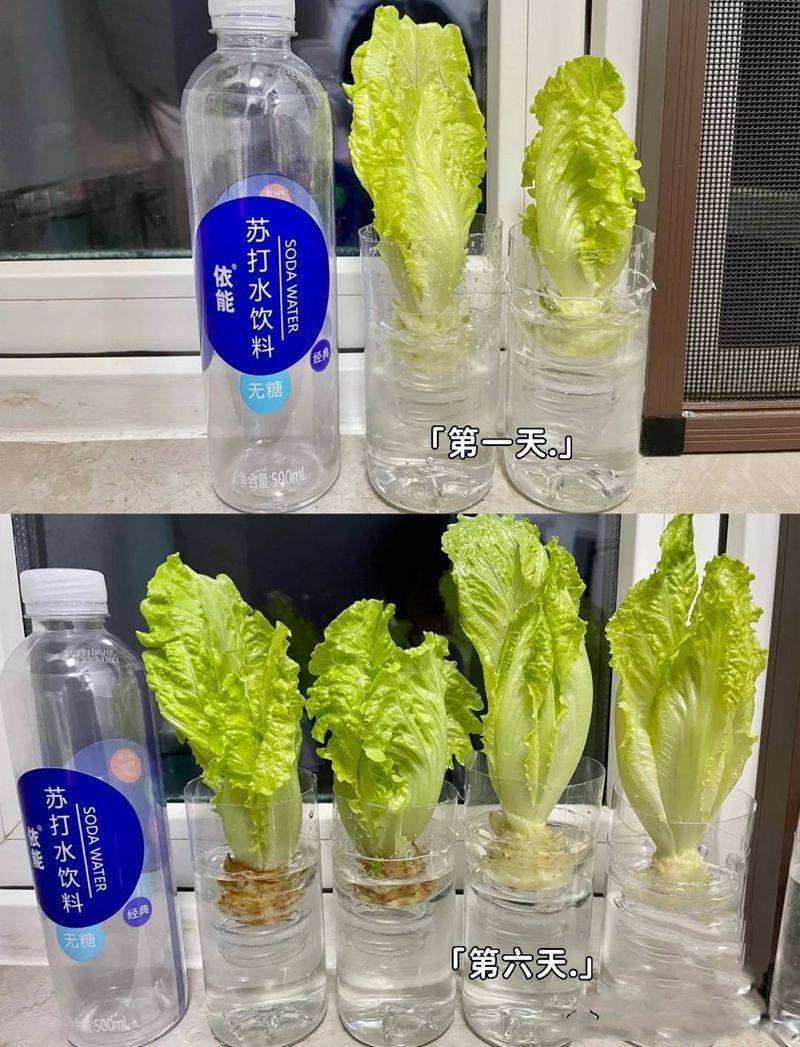 豌豆苗种植技术视频