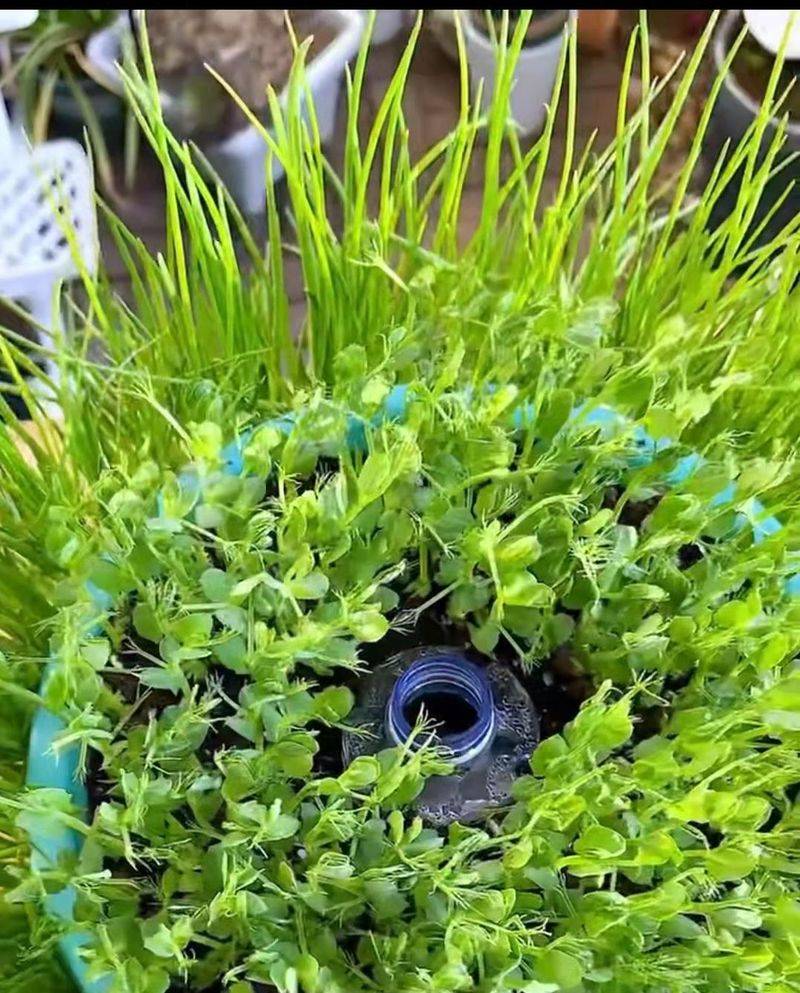 豌豆苗种植技术视频