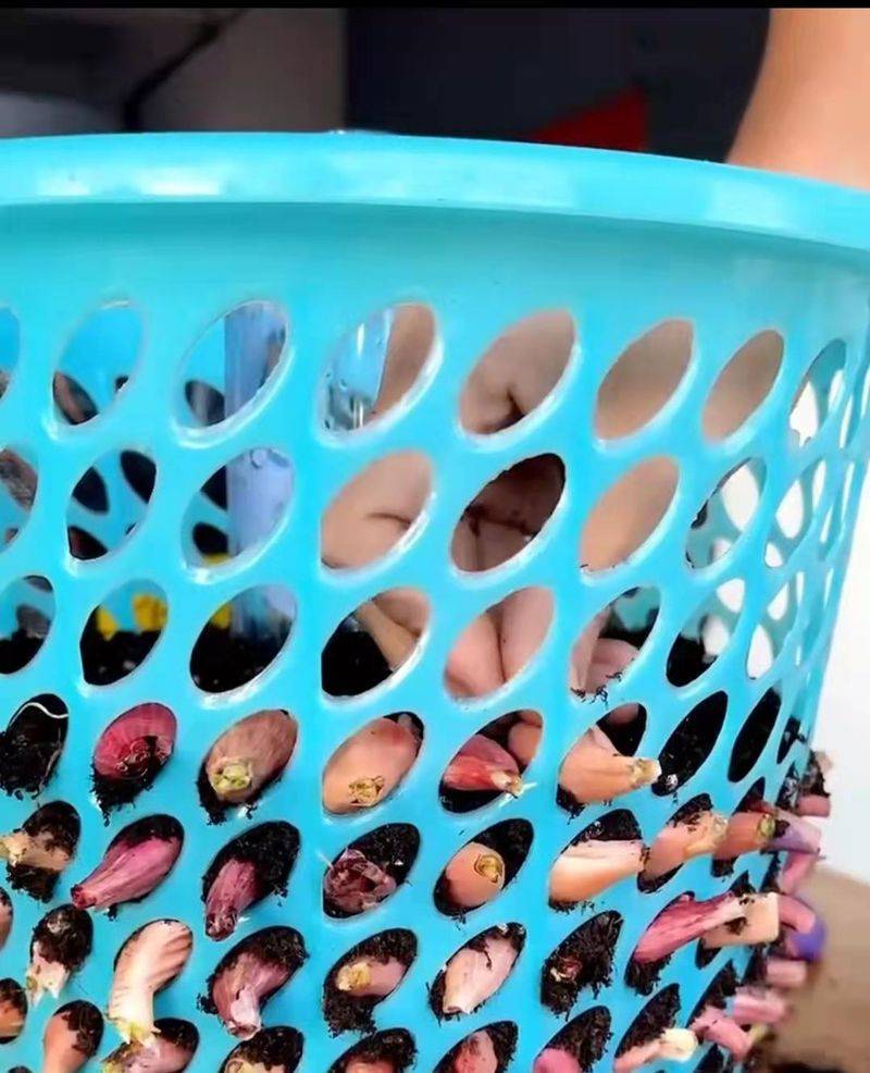 豌豆苗种植技术视频