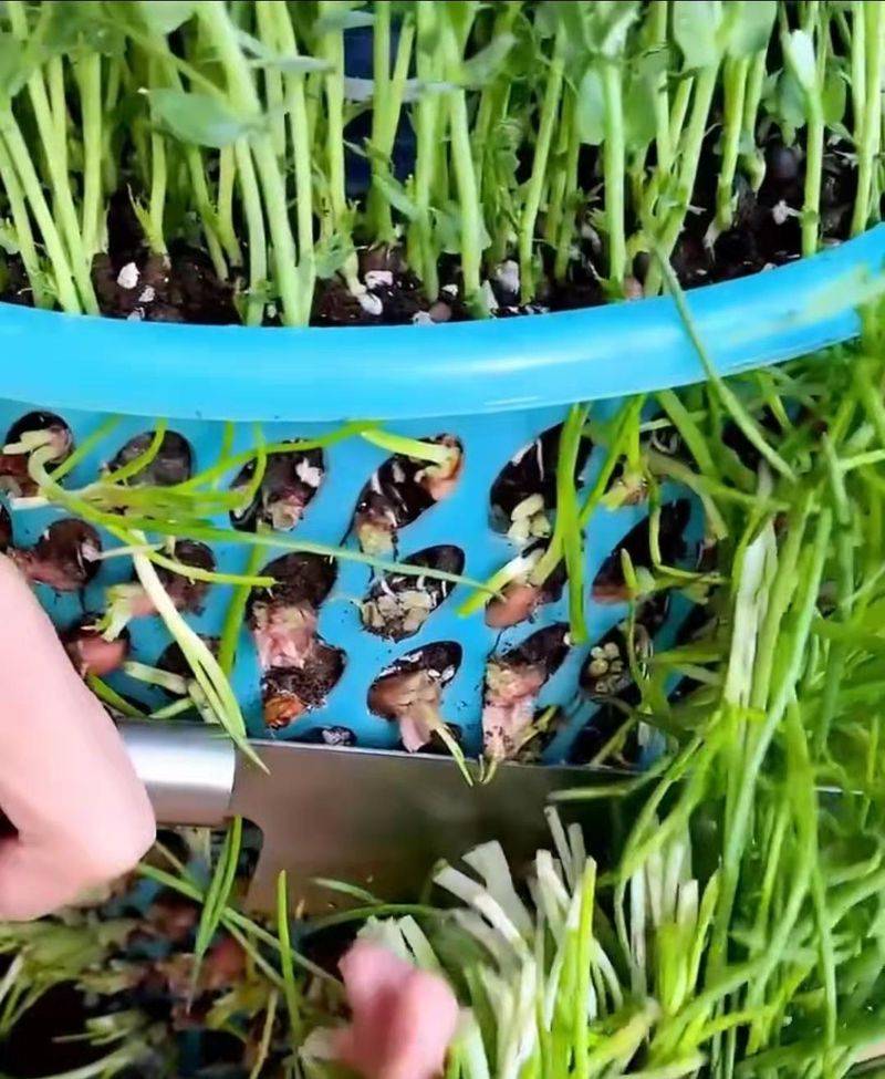 豌豆苗种植技术视频
