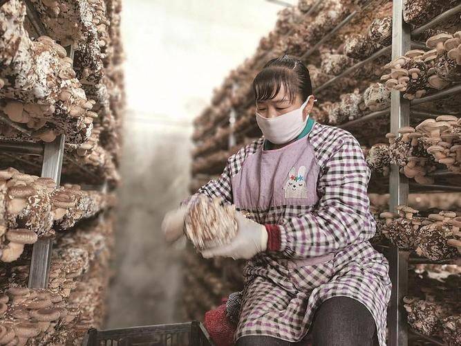 姬菇种植技术视频