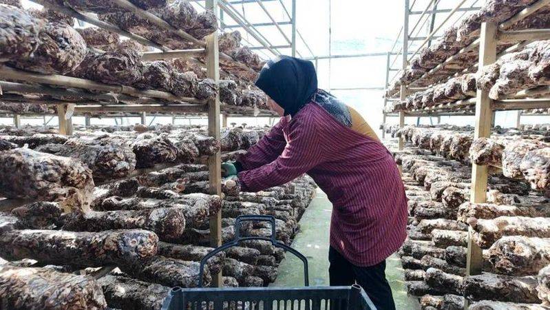 姬菇种植技术视频