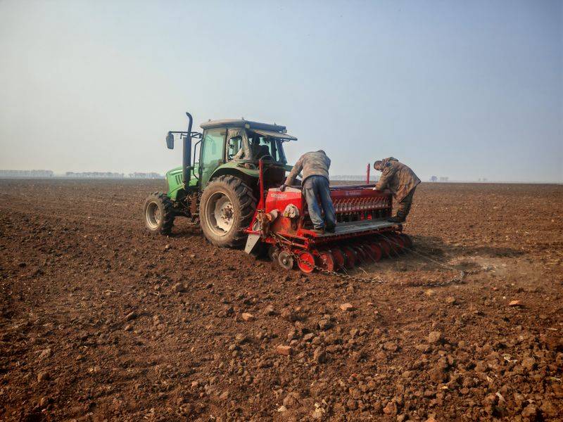 小麦种植技术与管理