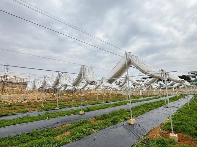 桃树的种植技术