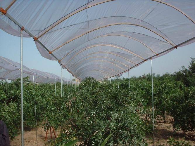 桃树的种植技术