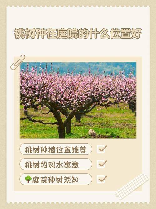 桃树的种植技术