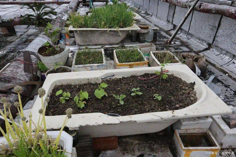 Garlic farming at home