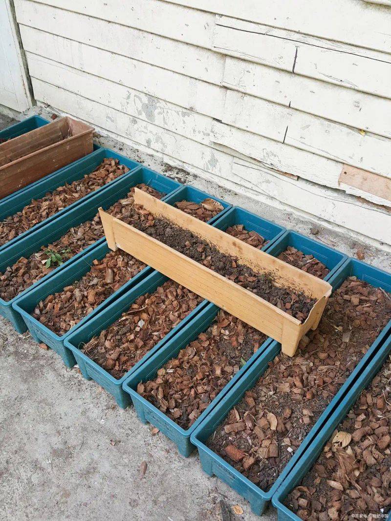 Garlic farming at home