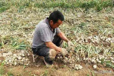 Garlic farming at home