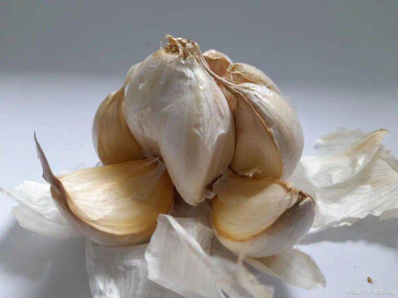 Garlic farming at home