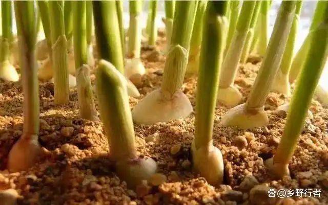 Garlic farming at home