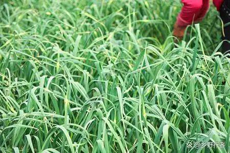 Garlic farming at home