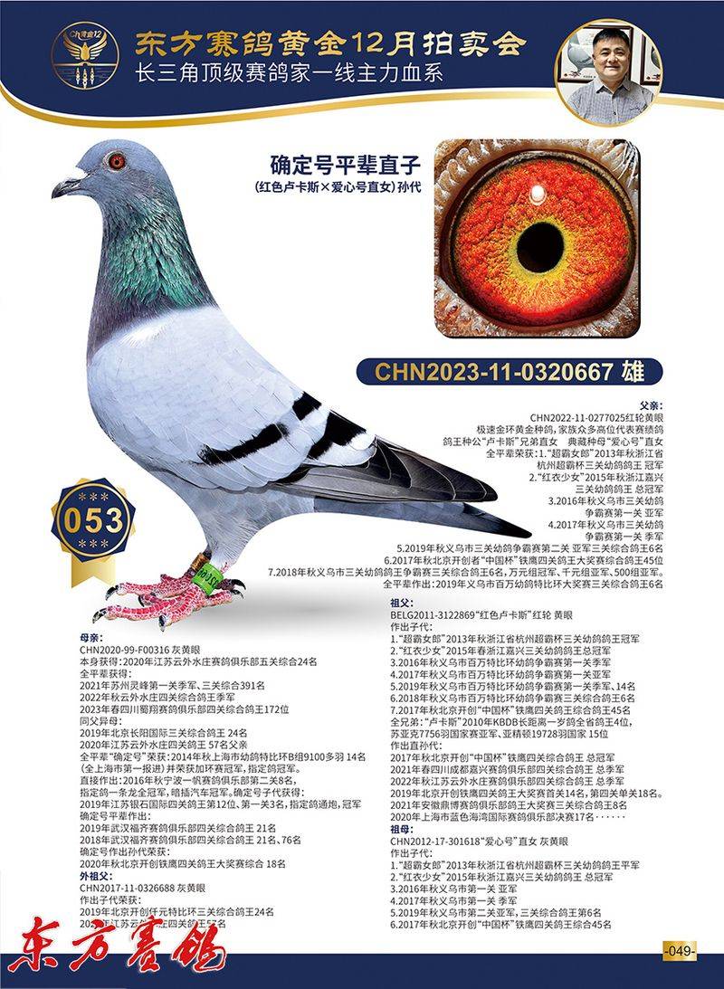 林波尔信鸽特点配对图