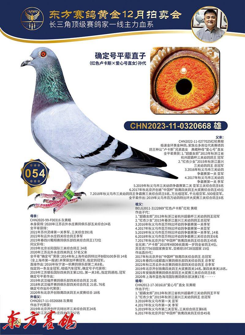 林波尔信鸽特点配对图