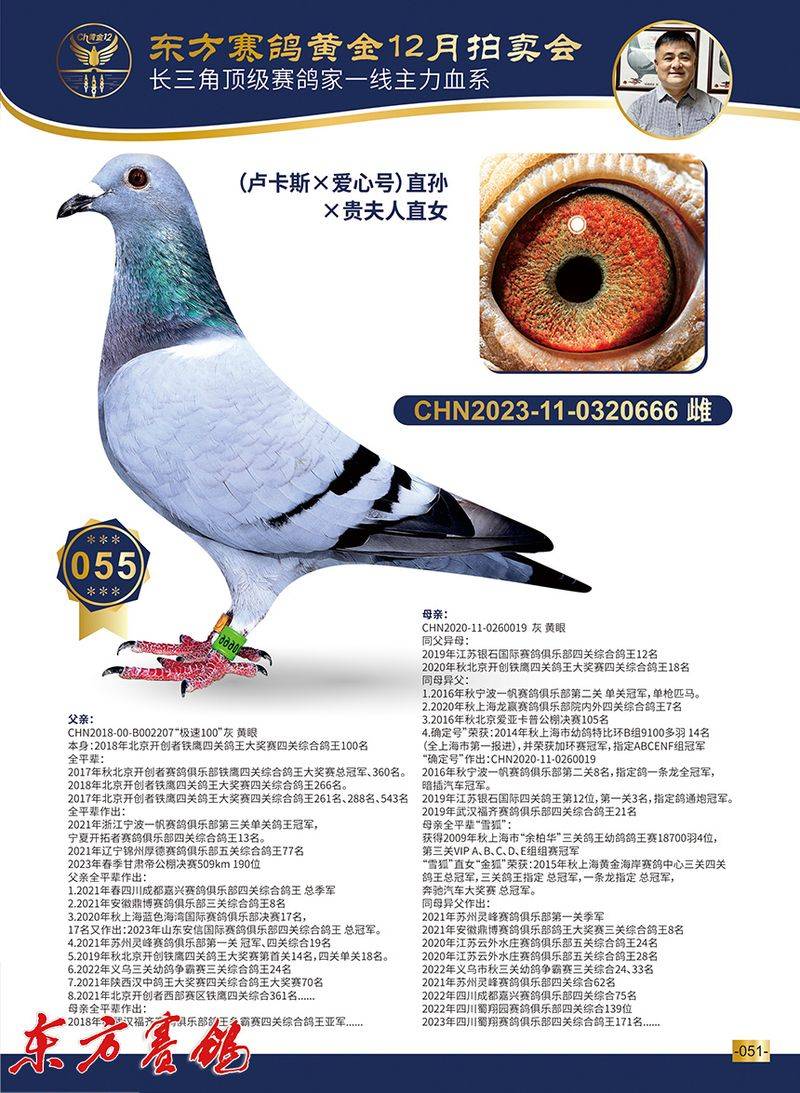 林波尔信鸽特点配对图