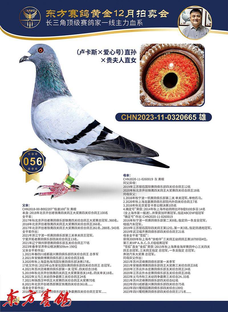 林波尔信鸽特点配对图