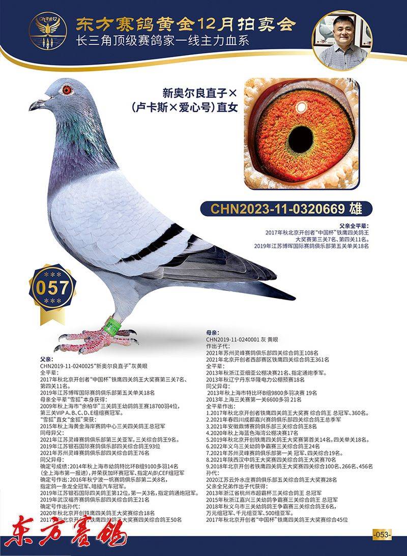 林波尔信鸽特点配对图