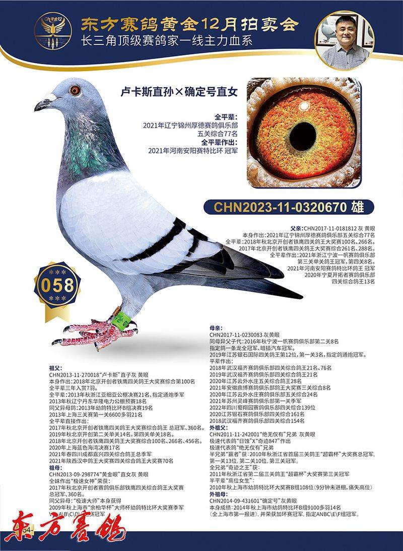 林波尔信鸽特点配对图