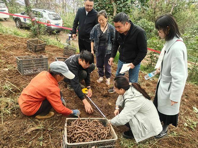 魔芋种植技术及亩产量