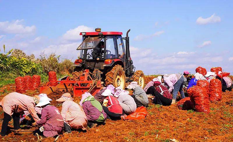 曲靖富源实现高海拔白魔芋丰产丰收