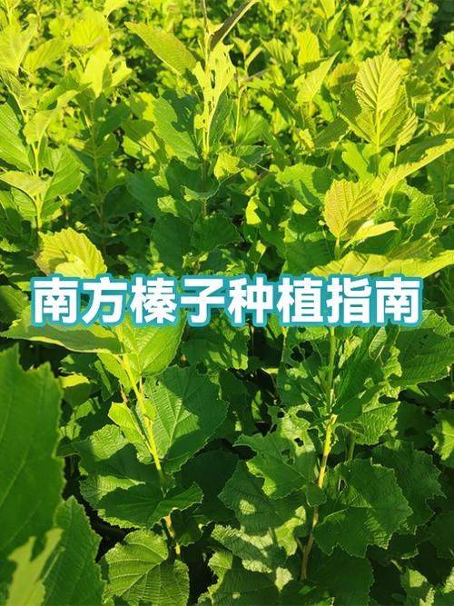 野生榛子种植技术