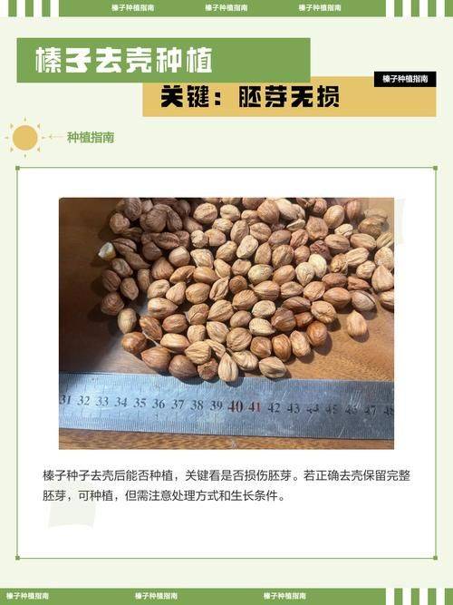 野生榛子种植技术