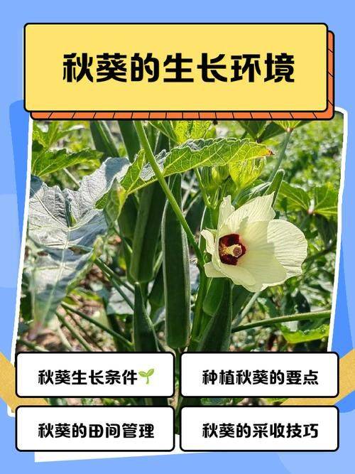 金秋葵种植方法