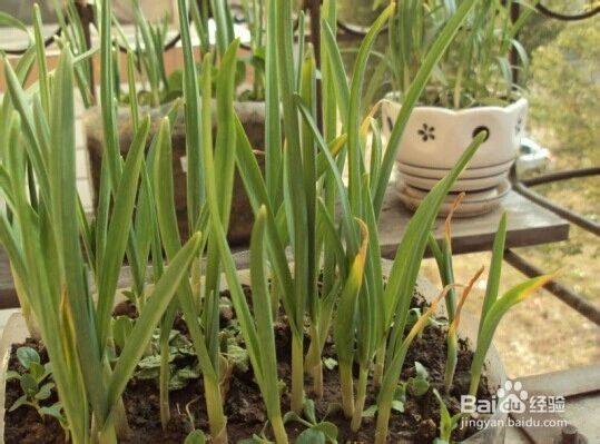 Garlic farming at home