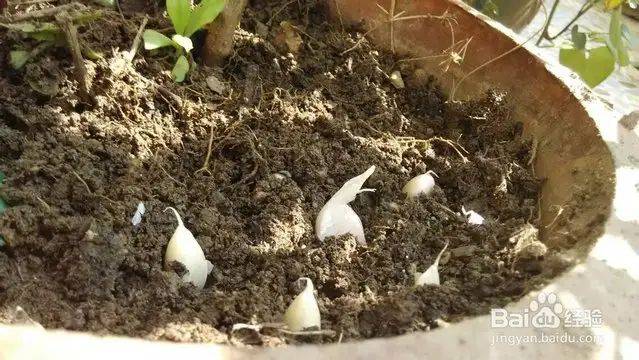 Garlic farming at home