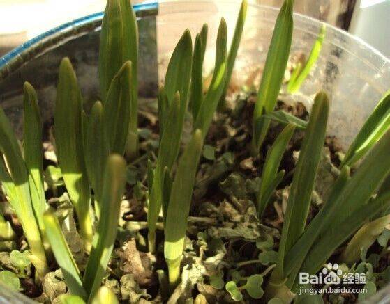 Garlic farming at home