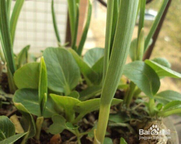 Garlic farming at home