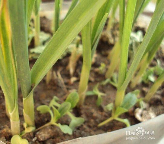 Garlic farming at home