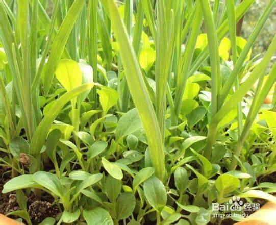 Garlic farming at home