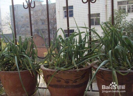 Garlic farming at home